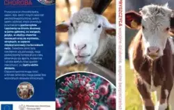 Informacja na temat rozprzestrzeniana się zakażeń wirusem pryszczycy (FMD)