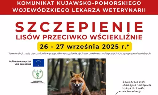 Szczepienie lisów przeciwko wściekliźnie
