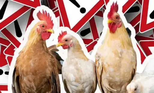 Rzekomy Pomór Drobiu (ND)