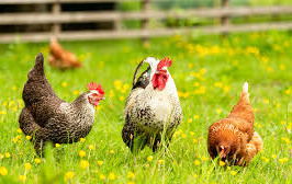 Komunikat Kujawsko - Pomorskiego Lekarza Weterynarii dotyczący rzekomego pomoru drobiu oraz wysoce zjadliwej grypy ptaków