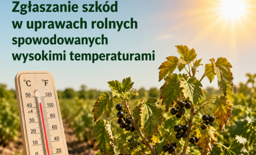 Zgłaszanie szkód powstałych w wyniku oddziaływania wysokich temperatur